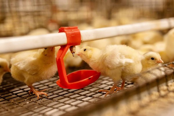 The impact of connectivity and data management on the poultry industry